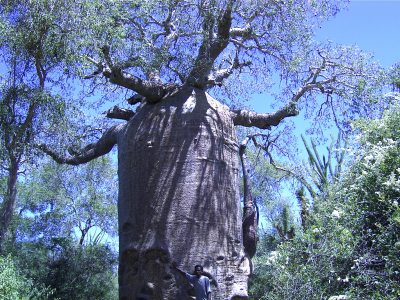 Zajmav msta - Madagaskar