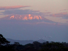 Kilimanjaro