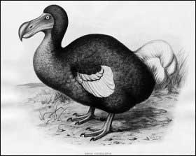 Dodo (blboun nejapn)