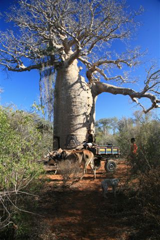 Baobab