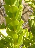 Rostlina Buchu