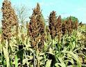 sorgo