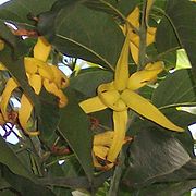 ylang-ylang