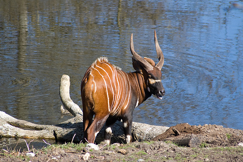 Antilopa bongo