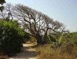 Národní parky a rezervace Gambie