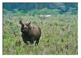 Fauna a flra Zambie