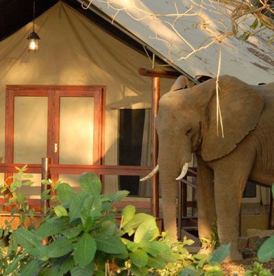 Lugenda Wilderness Camp - Niassa reserve - Mozambik