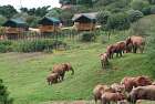 Addo Elephant National Park ** - Addo Elephant NP - JAR