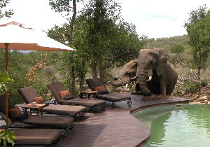 Impodimo Game Lodge ***** - Madikwe Game Reserve - JAR