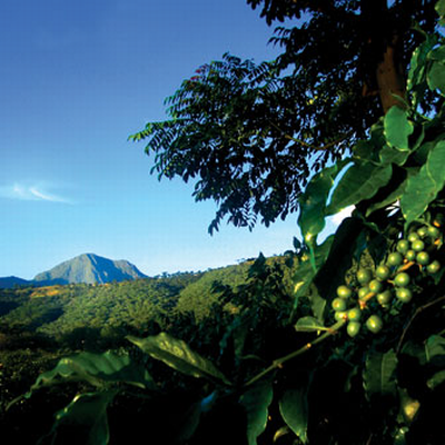 Utengule kávovníková plantáž