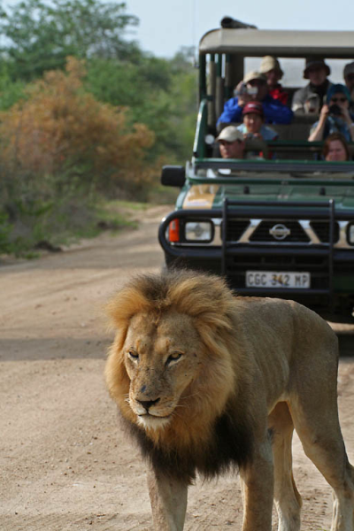 Safari v Kruger NP
