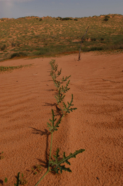 Botswana - divok� parky 14 dn� SW/BTa14 (su)
