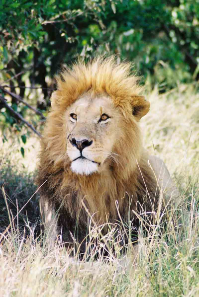 Safari v Keni 11 dní NE (su)