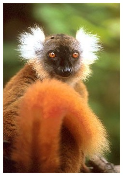 Lemur macao
