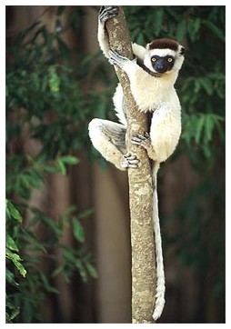 Lemur Sifaka