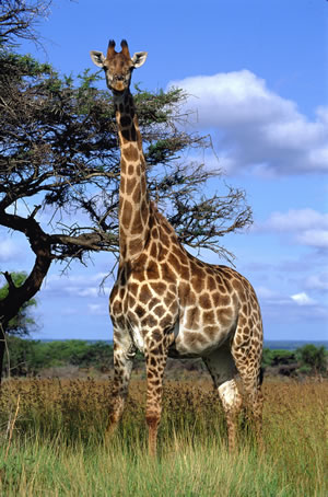 Kruger�v n�rodn� park � p��  safari - 4-5 dn� JEN/WS4-5 (p)