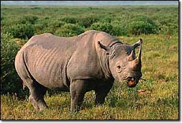 Nedot�en� Botswana � mobiln� safari - 12 dn� JEN (p)