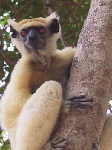Lemur