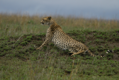 Zanzibar a Serengeti - 10 dn NOM/NADN (eu)