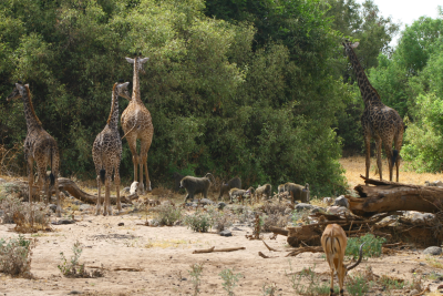 Safari s dtmi v Jihoafrick republice