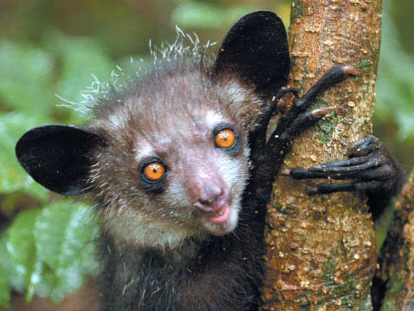 Lemur Aye- Aye