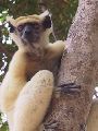 Království lemurů - jižní Madagaskar - 5 dní ICT