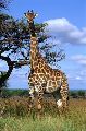 Kruger�v n�rodn� park � p��  safari - 4-5 dn� JEN/WS4-5 (p)