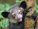 Zem Aye-Aye - vchodn Madagaskar - 10 dn ICT